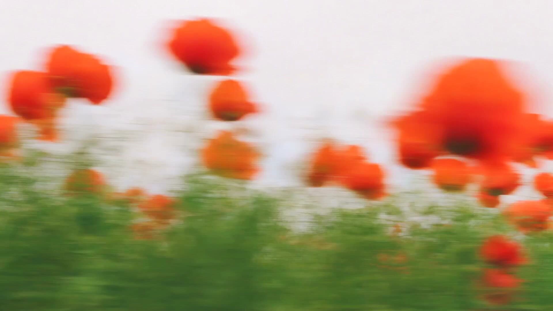 Soft red flowers.
